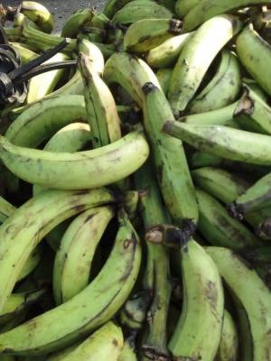 Bananes plantains